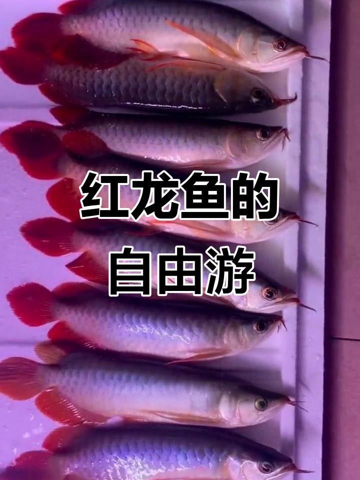 如何拍攝紅龍魚的高清照片？，如何拍攝紅龍魚的高清照片