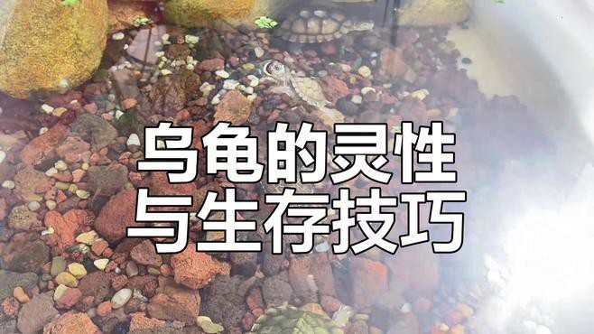 如何判斷龍龜是否具有靈性？，如何判斷龍龜是否具有靈性