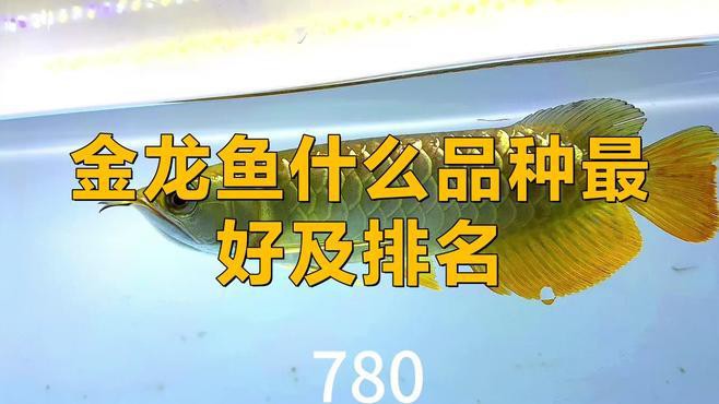 哪種金龍魚品種最稀有？，金龍魚什么顏色的最貴