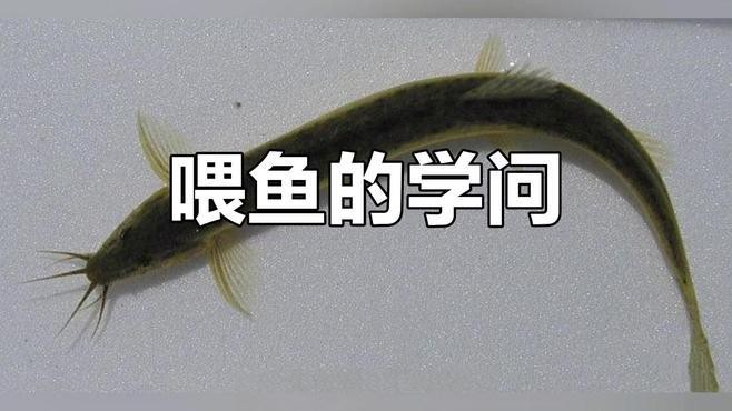 如何安全地喂食活泥鰍給紅龍魚？，如何安全地喂食活泥鰍給紅龍魚 如何安全地喂食活泥鰍給紅龍魚？，如何安全地喂食活泥鰍給紅龍魚 龍魚論壇 第5張