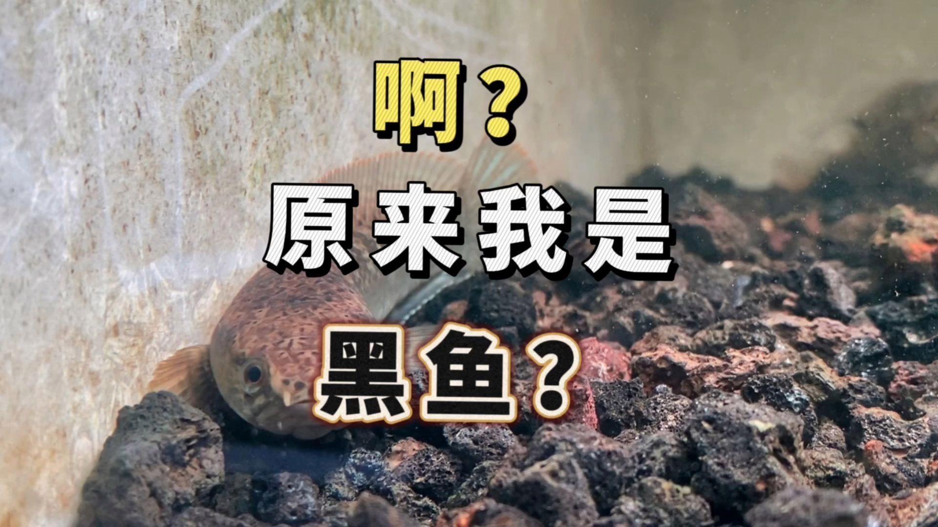 如何區(qū)分黑魚和雷龍魚？，嗶哩嗶哩雷龍入坑前必看系列(二)