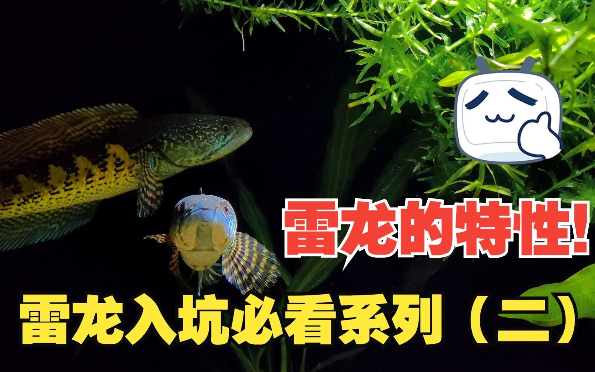 如何區(qū)分黑魚和雷龍魚？，嗶哩嗶哩雷龍入坑前必看系列(二)