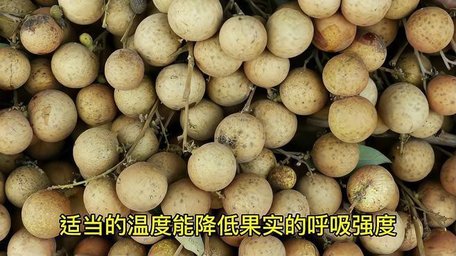 如何保存龍眼以避免表皮出現白色物質？，新鮮龍眼這樣保存,一個月都不壞! 如何保存龍眼以避免表皮出現白色物質？，新鮮龍眼這樣保存,一個月都不壞! 龍魚論壇 第6張