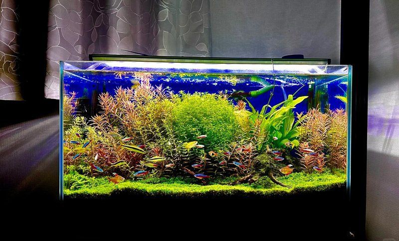 益陽魚缸維護，《益陽魚缸維護》益陽魚缸維護全攻略，打造水清魚靚生態空間