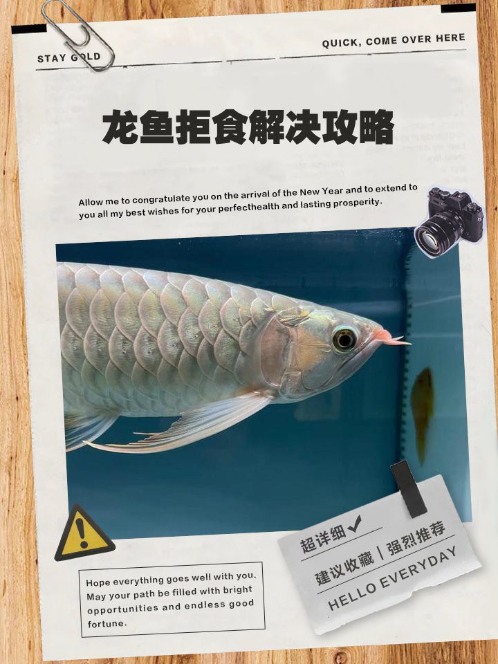 哪種藥物治療龍魚拒食最有效？，龍魚厭食原因及治療方法全解析