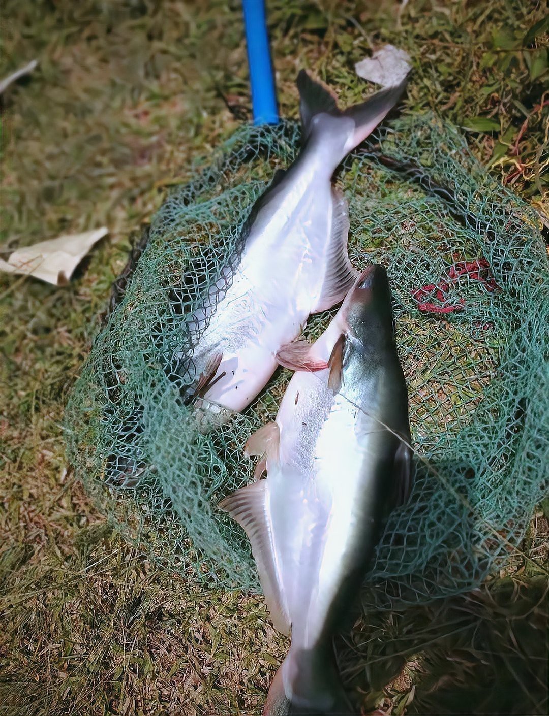 淡水鯊魚有幾種圖片，淡水鯊魚并非真正的鯊魚