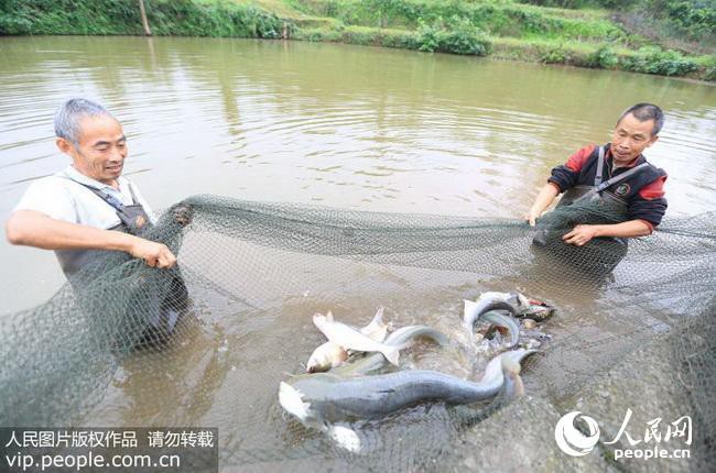 淡水鯊魚有幾種圖片，淡水鯊魚并非真正的鯊魚