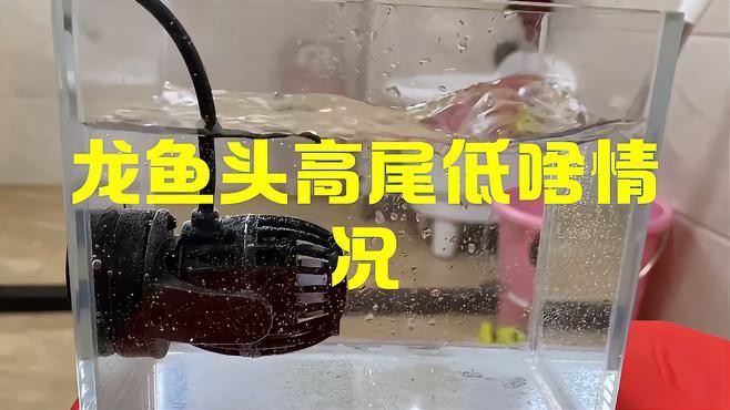 如何判斷龍魚浮頭沉尾的原因？，龍魚浮頭沉尾怎么辦