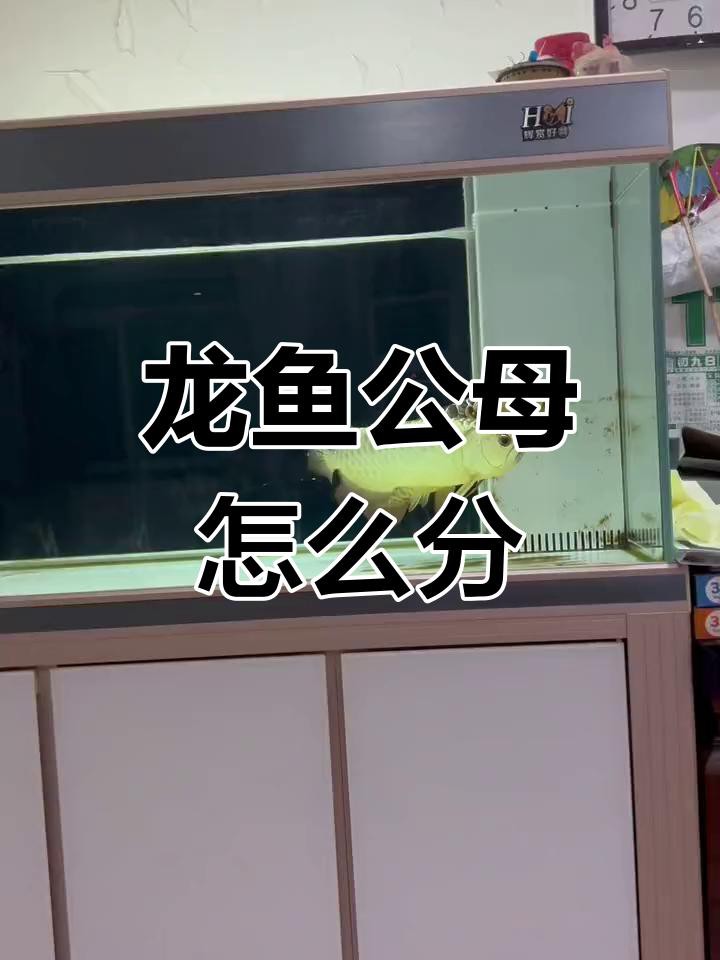 如何挑選金龍魚的性別，挑選金龍魚的性別是一項(xiàng)需要專業(yè)知識(shí)與經(jīng)驗(yàn)積累的技能 如何挑選金龍魚的性別，挑選金龍魚的性別是一項(xiàng)需要專業(yè)知識(shí)與經(jīng)驗(yàn)積累的技能 龍魚論壇 第6張