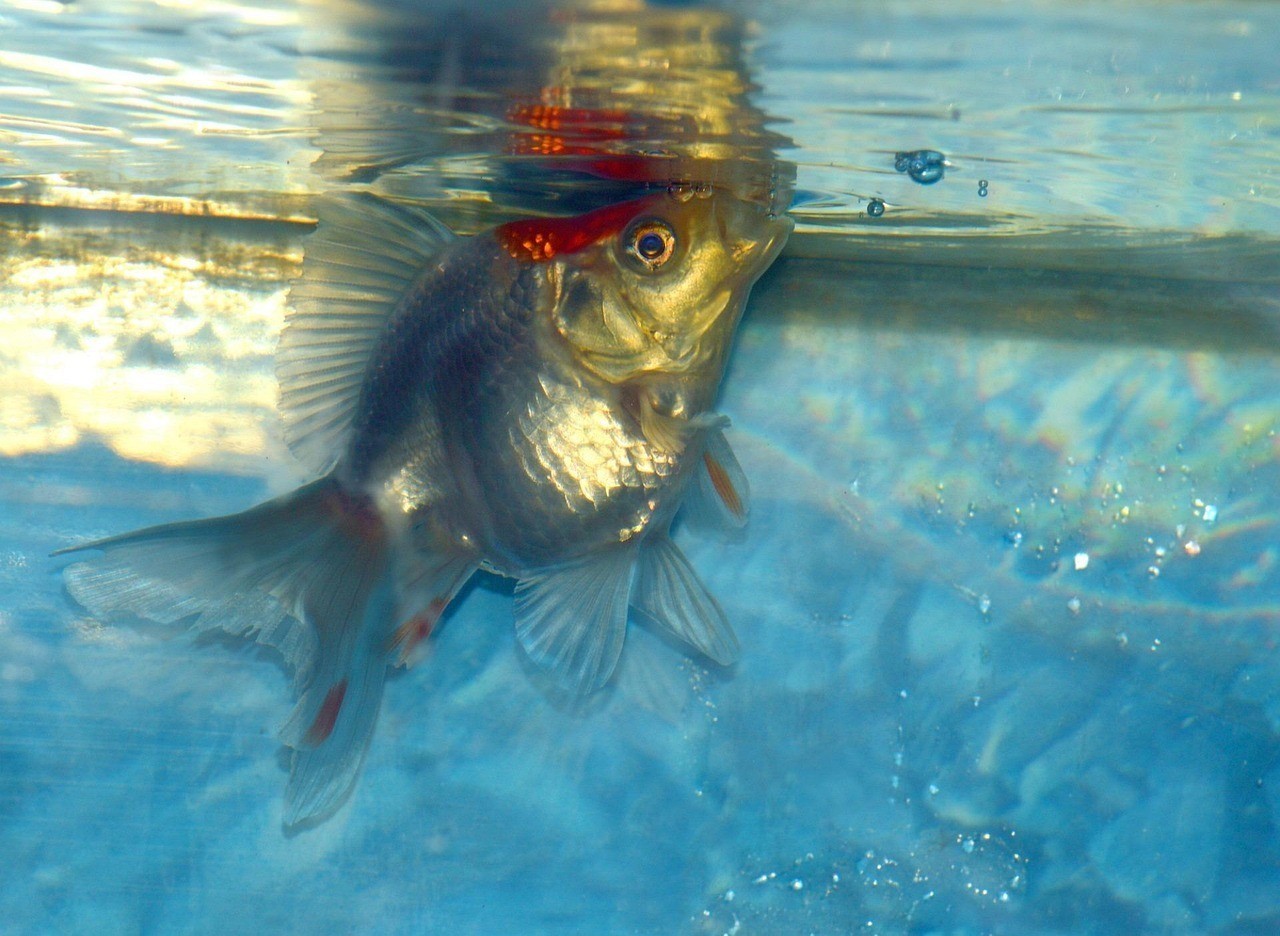 漢中魚缸店，漢中市漢臺區主要水族館/魚缸店