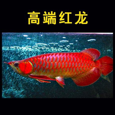 十大紅龍魚品種的價格，紅龍魚十大品種價格一覽表