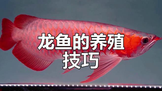 如何為龍魚提供充足游動空間？，如何為龍魚提供充足游動空間
