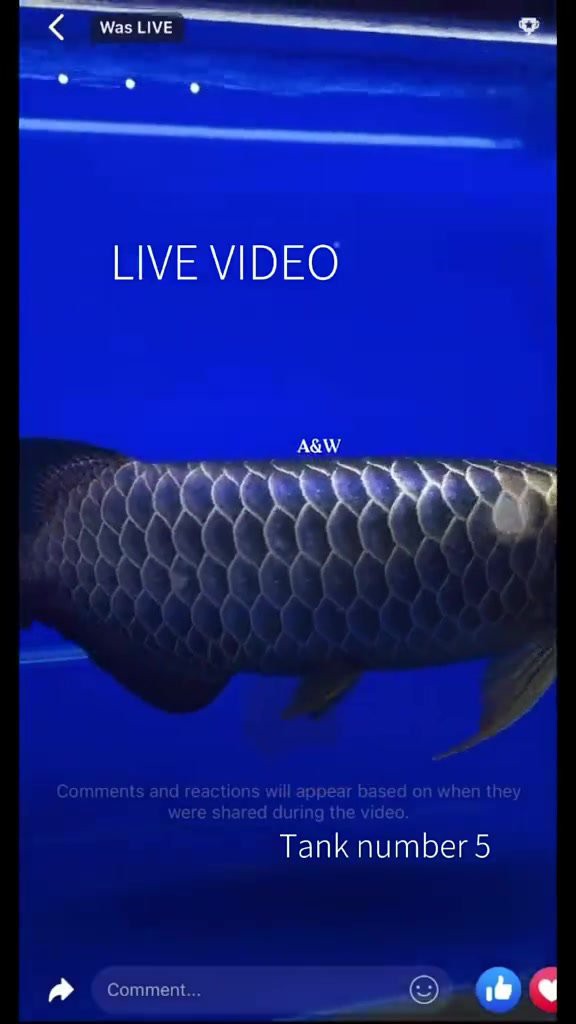 如何區(qū)分藍底過背金龍的不同品相？，古典藍底過背金龍該怎么選