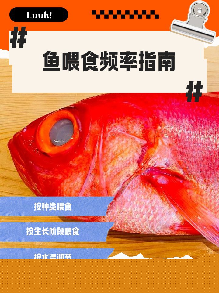 20元金龍魚多久喂一次，金龍魚的喂食頻率建議