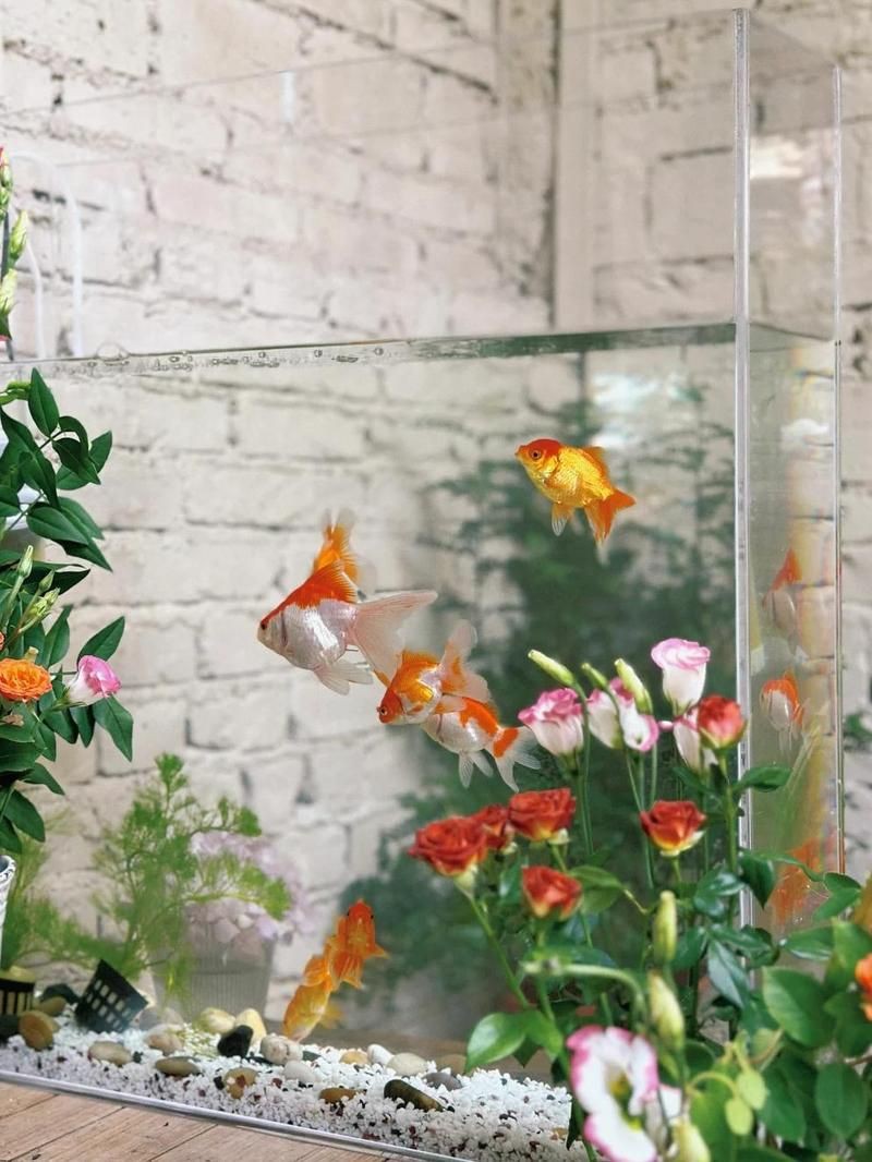 陽江魚缸店，陽江魚缸店分布廣泛且各具特色