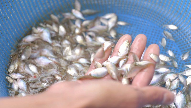 陽江魚缸店，陽江魚缸店分布廣泛且各具特色