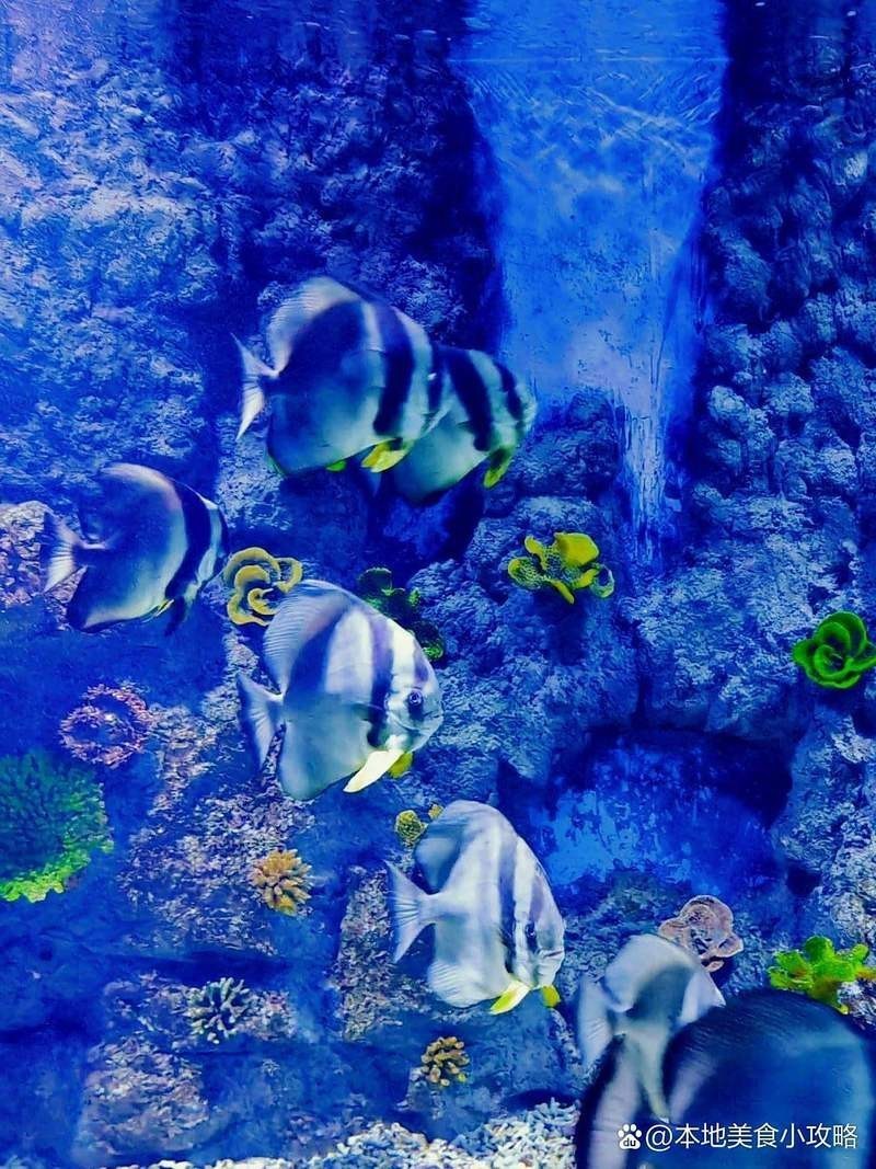 廣漢水族店，廣漢哪家水族店口碑最好