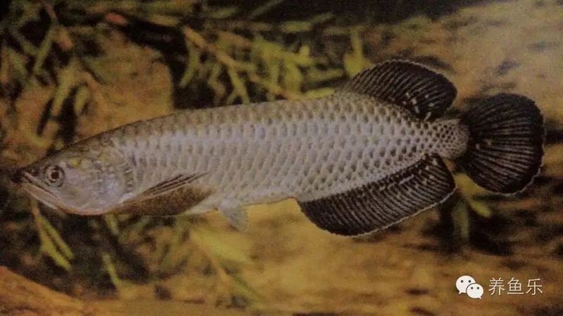 澳洲星點龍魚能長多大？，澳洲星點龍:星點vs珍珠,誰是小“攻”