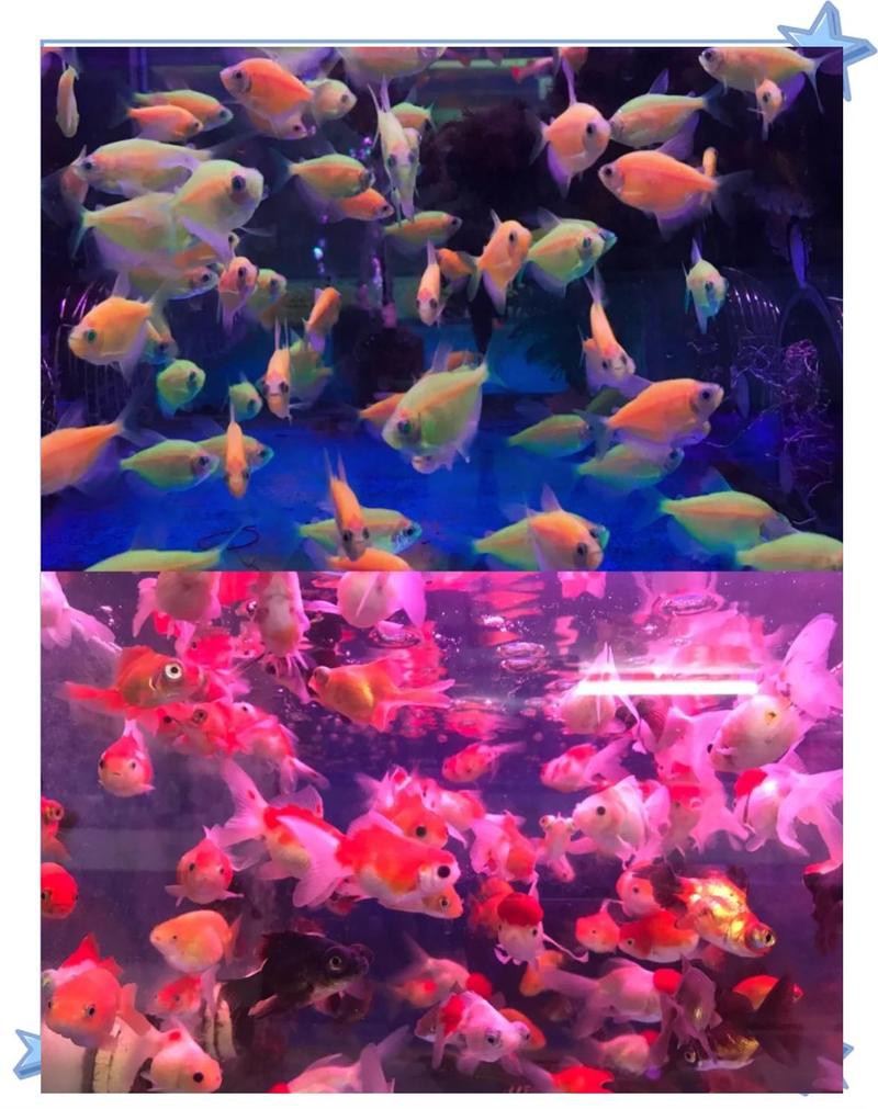 新龍水族店，新龍水族店有哪些特色產(chǎn)品