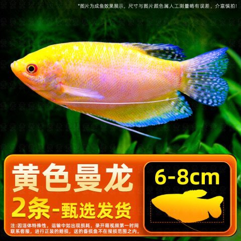 哪里可以購買到曼龍魚？，曼龍魚價格、批發報價、價格大全 哪里可以購買到曼龍魚？，曼龍魚價格、批發報價、價格大全 龍魚百科 第5張