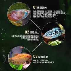 哪里可以購(gòu)買(mǎi)到曼龍魚(yú)？，曼龍魚(yú)價(jià)格、批發(fā)報(bào)價(jià)、價(jià)格大全