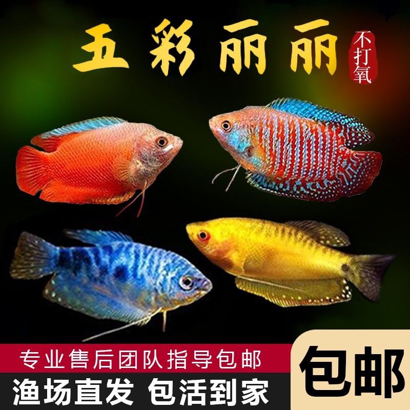哪里可以購(gòu)買(mǎi)到曼龍魚(yú)？，曼龍魚(yú)價(jià)格、批發(fā)報(bào)價(jià)、價(jià)格大全