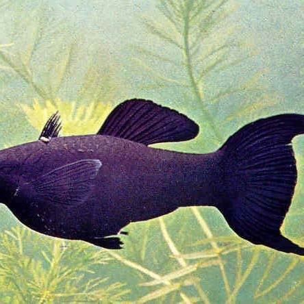 瑪麗魚最怕三個東西，【識魚篇】水中瑪利亞——瑪麗魚養魚大全