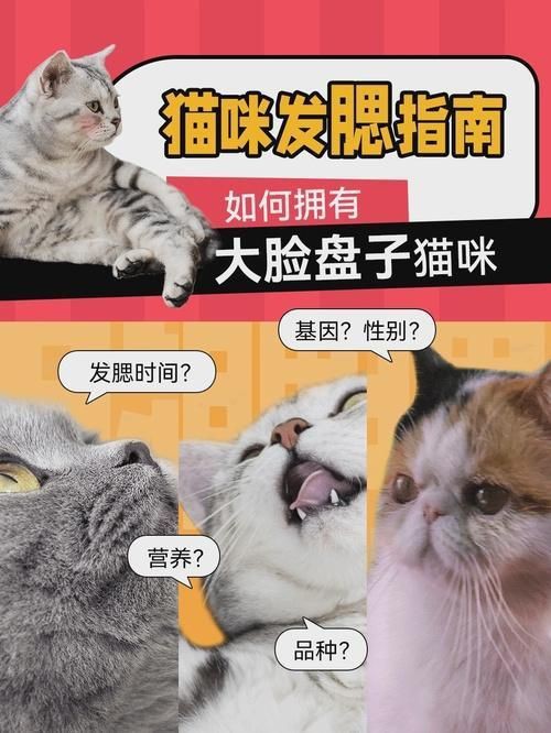 貓發(fā)腮的黃金期，貓發(fā)腮的黃金期通常集中在5至8個月之間部分觀點認為可放寬至4個月 貓發(fā)腮的黃金期，貓發(fā)腮的黃金期通常集中在5至8個月之間部分觀點認為可放寬至4個月 龍魚百科 第2張