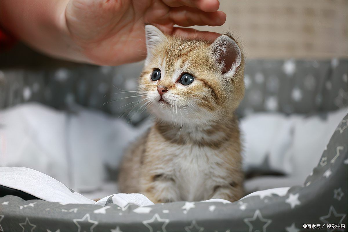 貓發(fā)腮的黃金期，貓發(fā)腮的黃金期通常集中在5至8個月之間部分觀點認為可放寬至4個月 貓發(fā)腮的黃金期，貓發(fā)腮的黃金期通常集中在5至8個月之間部分觀點認為可放寬至4個月 龍魚百科 第7張