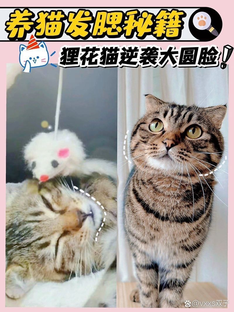貓發(fā)腮的黃金期，貓發(fā)腮的黃金期通常集中在5至8個月之間部分觀點認為可放寬至4個月 貓發(fā)腮的黃金期，貓發(fā)腮的黃金期通常集中在5至8個月之間部分觀點認為可放寬至4個月 龍魚百科 第10張