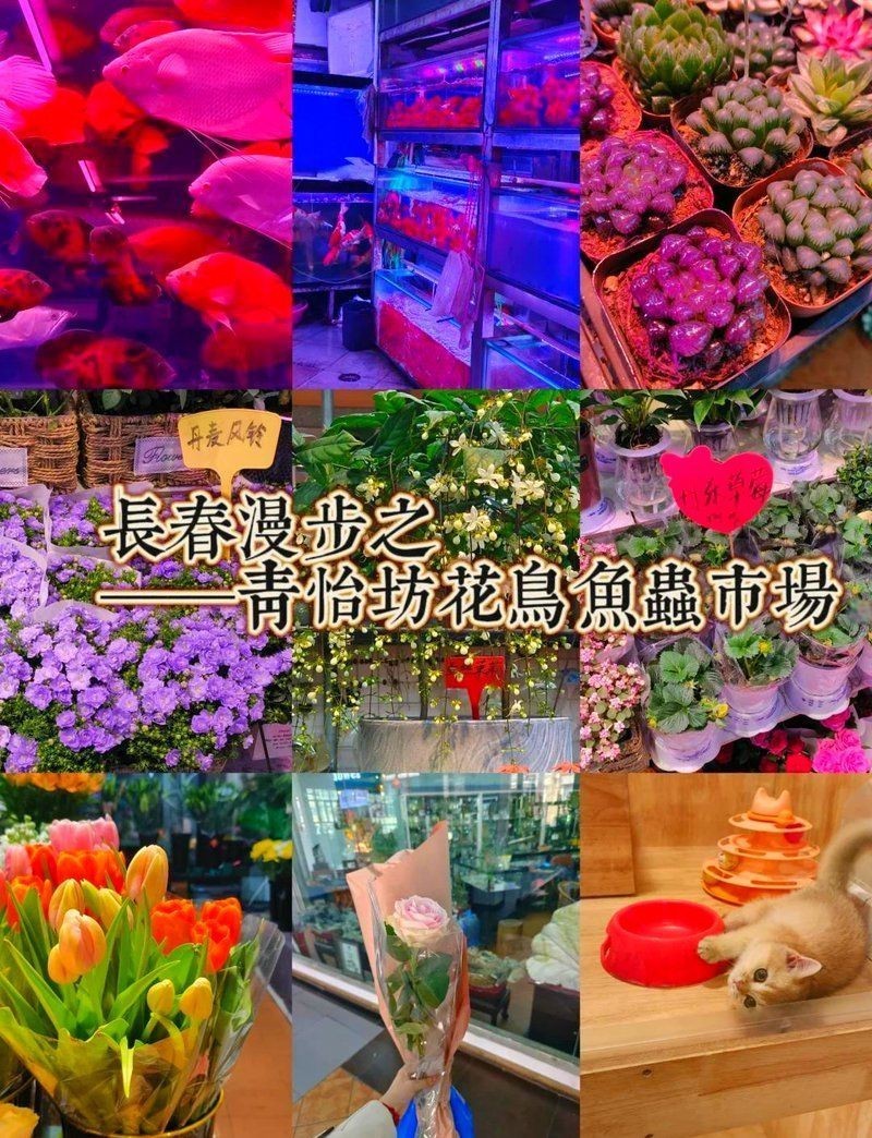 長春水族批發市場，長春水族批發市場是東北地區重要的水族產品集散地 長春水族批發市場，長春水族批發市場是東北地區重要的水族產品集散地 全國水族館企業名錄 第4張