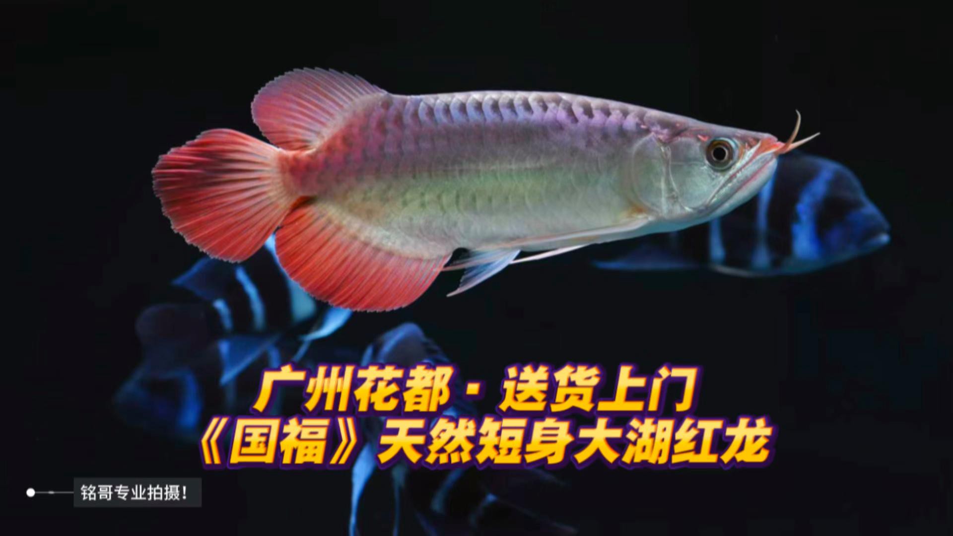 列舉一些著名的短身龍魚(yú)品種，短身紅龍和普通紅龍究竟有什么區(qū)別