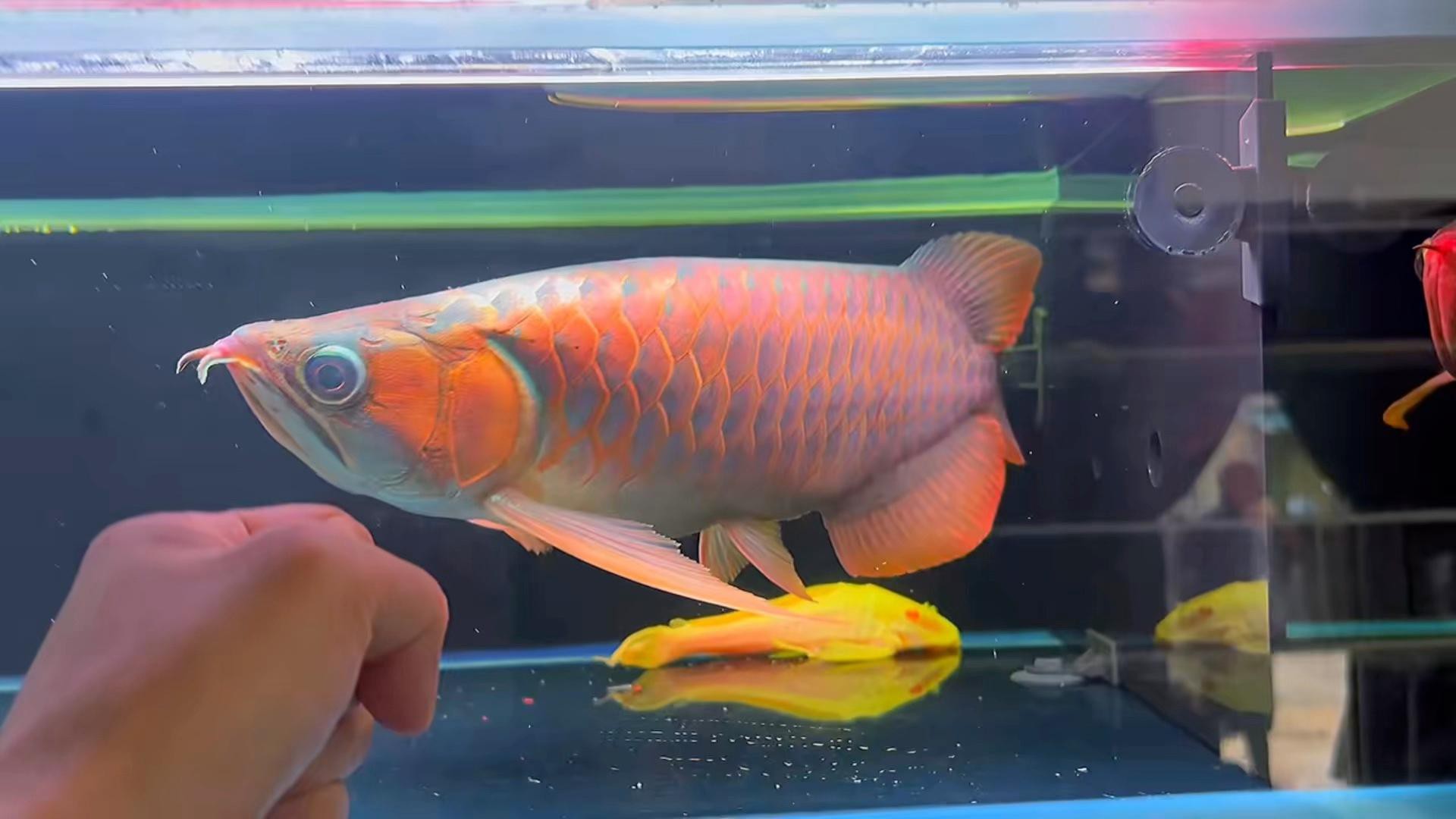 列舉一些著名的短身龍魚(yú)品種，短身紅龍和普通紅龍究竟有什么區(qū)別