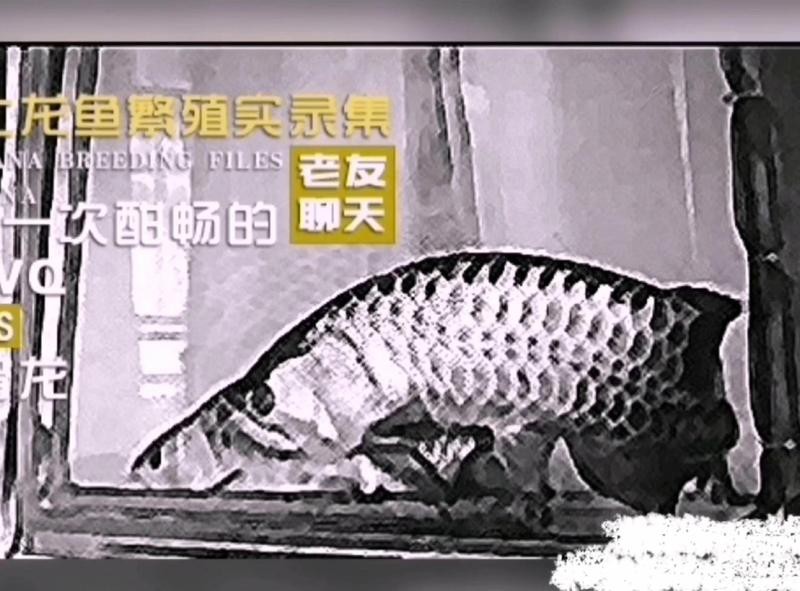 中國金龍魚繁殖技術還有哪些挑戰？，中國金龍魚繁殖技術取得一定進展但仍面臨諸多挑戰 中國金龍魚繁殖技術還有哪些挑戰？，中國金龍魚繁殖技術取得一定進展但仍面臨諸多挑戰 龍魚論壇 第6張