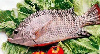 如何合法銷售龍頭魚？，合法銷售龍頭魚需遵循的核心要求
