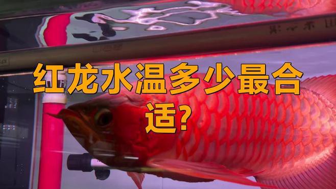 如何保持紅龍魚的水溫穩定？，如何保持紅龍魚的水溫穩定，維持紅龍魚的水溫穩定對其健康生長至關重要