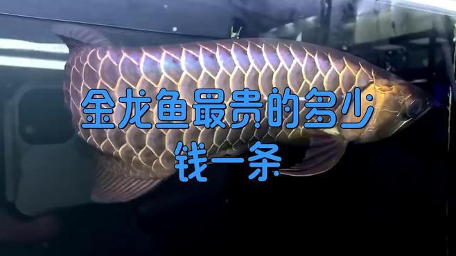 古典金龍魚哪個品種最貴？，古典金龍魚最貴的多少錢一條