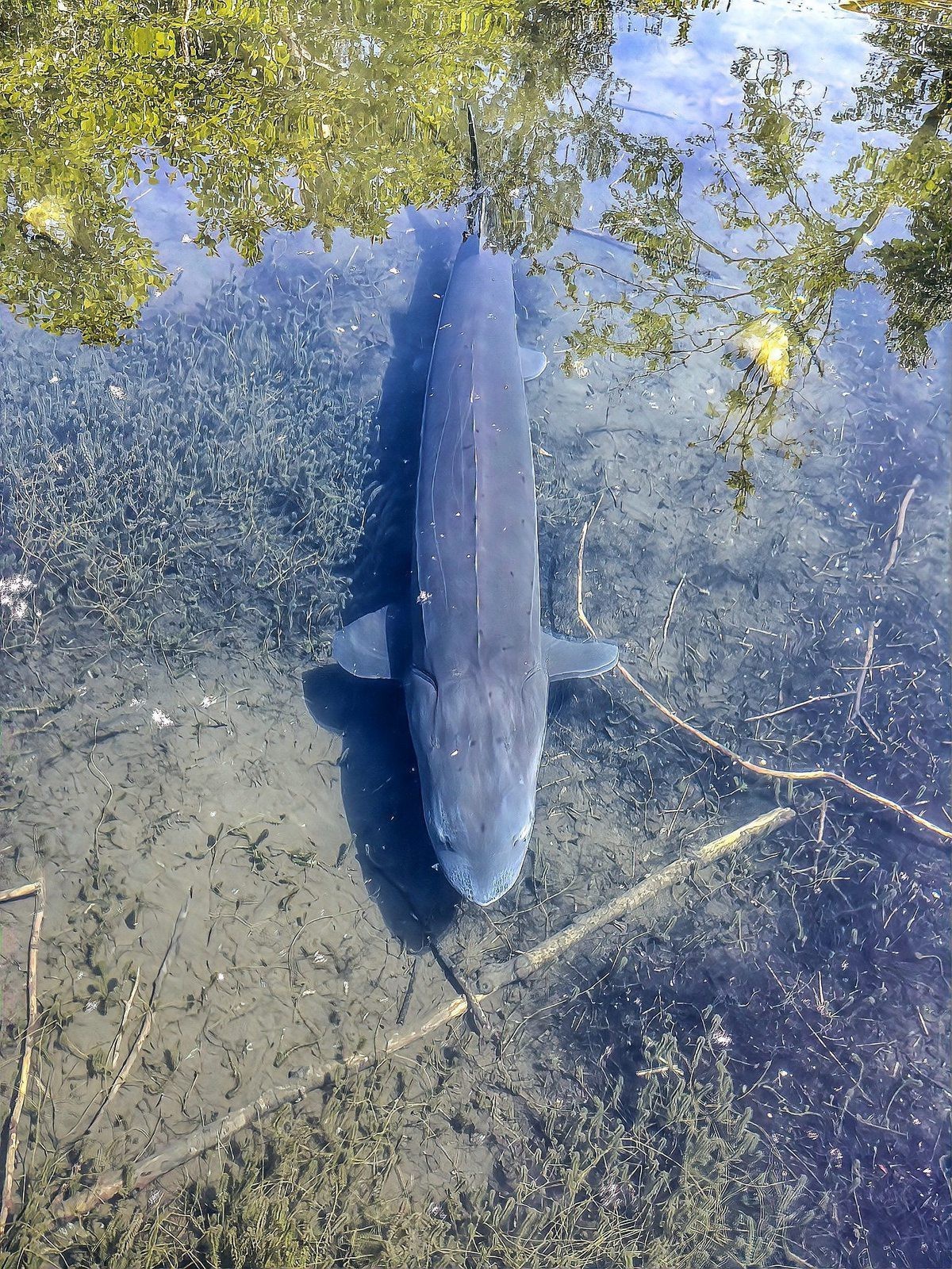如何判斷古典藍底過背金龍魚的年齡？，如何判斷古典藍底過背金龍魚的年齡