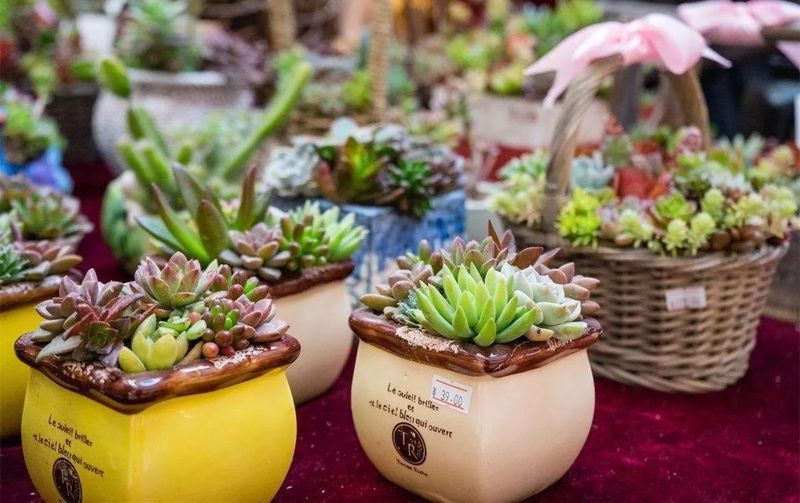 綿陽魚缸批發市場，綿陽魚缸批發市場分布廣泛且業態多元