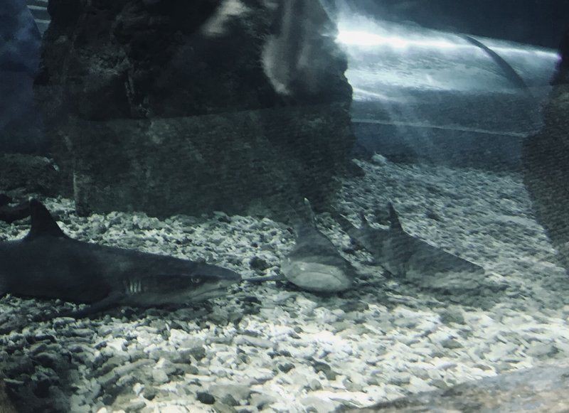 秦皇島魚缸批發市場，秦皇島魚缸批發市場分析