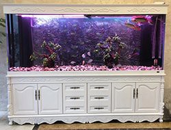 合肥水族店，合肥擁有多家特色鮮明的水族店為市民提供豐富的選擇