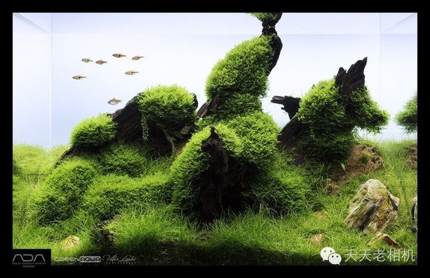 德州龍魚店，德州有哪些龍魚店？ 德州龍魚店，德州有哪些龍魚店？ 全國水族館企業名錄 第4張