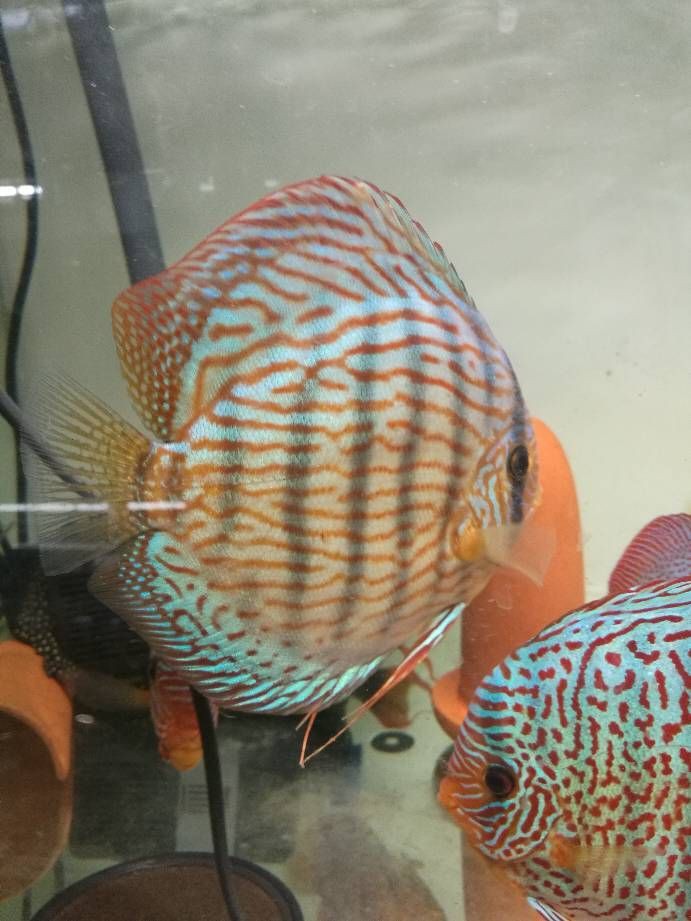 家彩野彩是雜牌子還是名牌，七彩神仙魚批發野彩燕子魚天子藍阿蓮卡鴿子蓋子豹點老虎狗藍松石