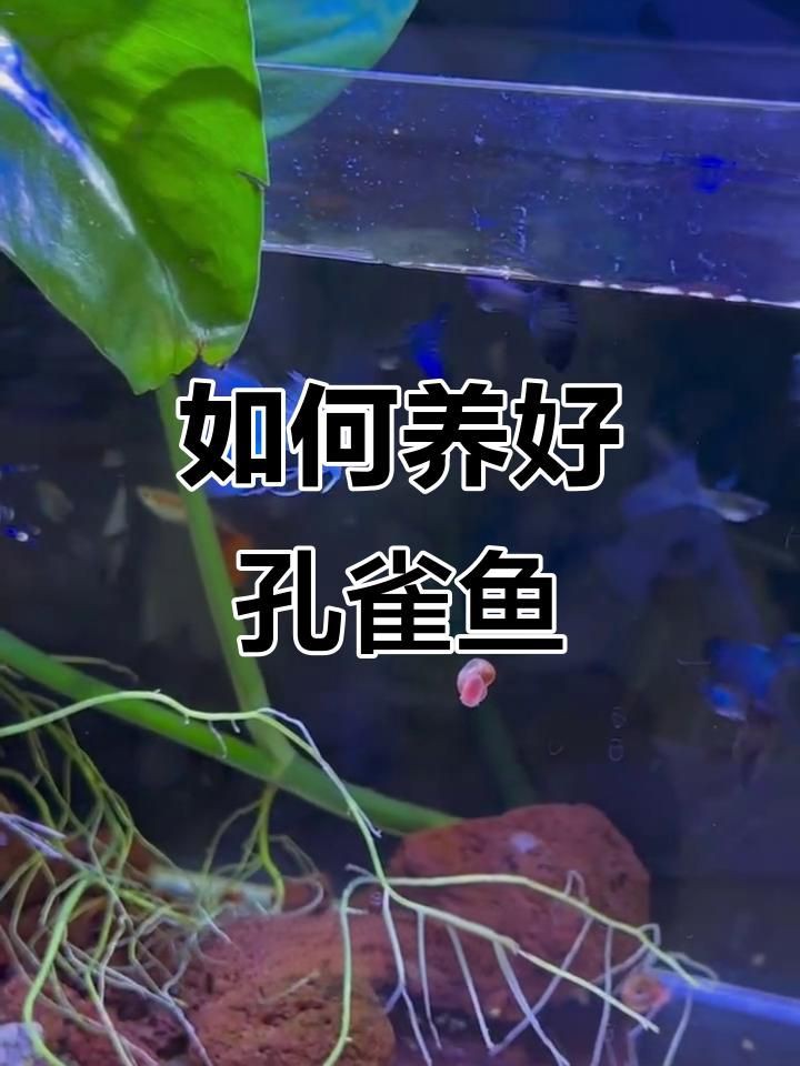 孔雀魚好養的品種，孔雀魚養殖技巧