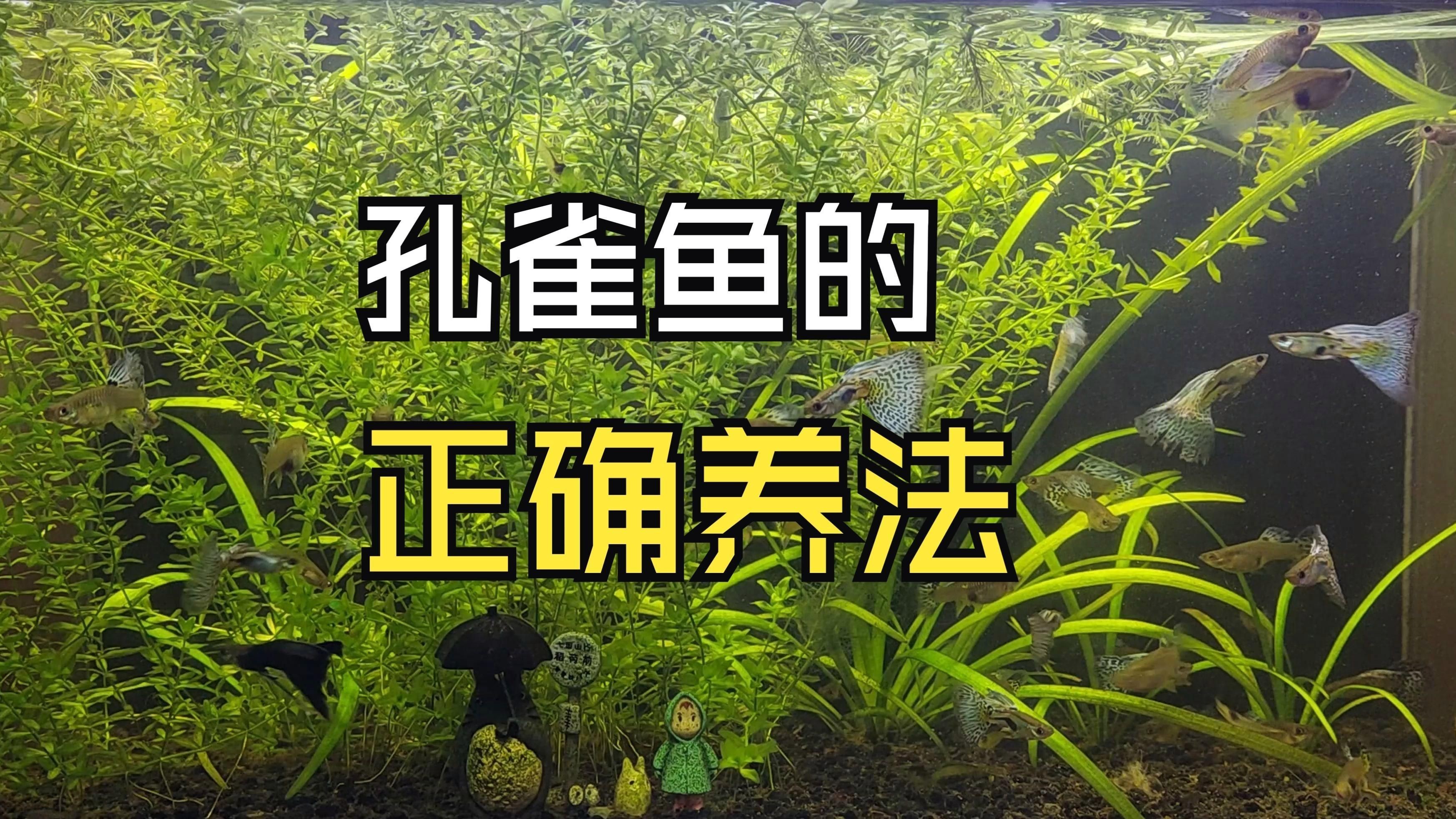 孔雀魚好養的品種，孔雀魚養殖技巧