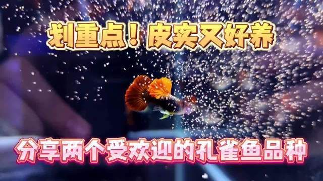 孔雀魚好養的品種，孔雀魚養殖技巧