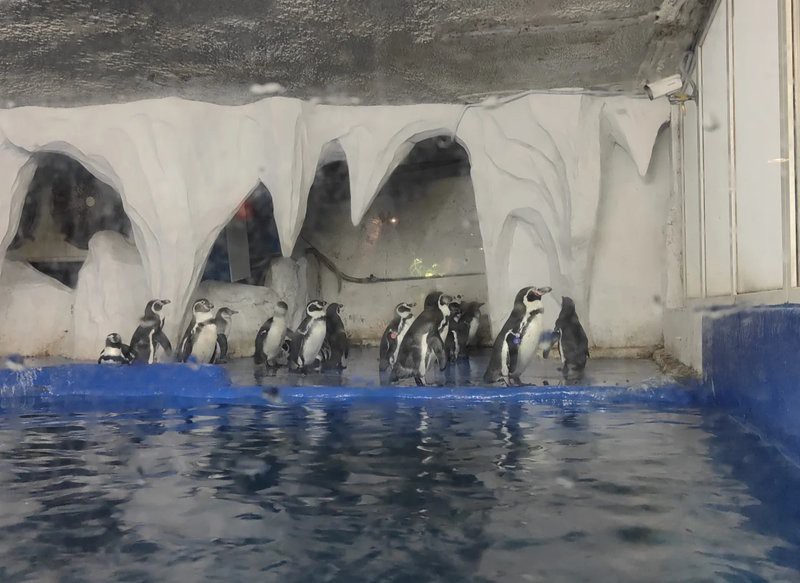 太平水族店，太平水族店怎么查詢