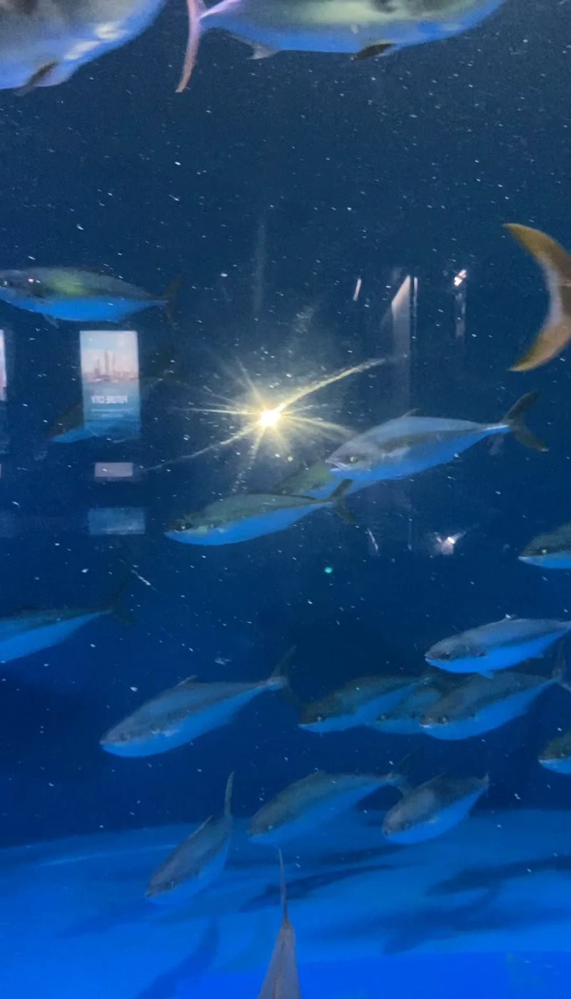 太平水族店，太平水族店怎么查詢