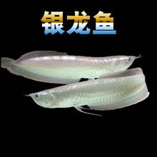 哪里可以購(gòu)買(mǎi)到高品質(zhì)的紅金龍魚(yú)？，購(gòu)買(mǎi)高品質(zhì)的紅金龍魚(yú)有哪些渠道？