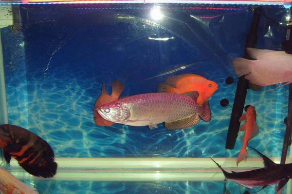 如何區(qū)分星點龍魚和斑紋龍魚？，星點龍魚與斑紋龍魚的區(qū)分方法